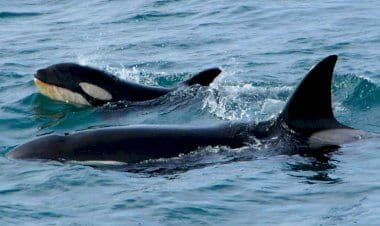 Attacchi alle barche da parte di orche: per la comunità scientifica “comportamenti insoliti”