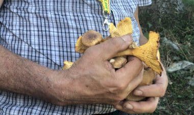 Nel Varesotto scatta la corsa a porcini