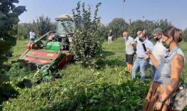 Agricoltura, Regione Lombardia valuta la creazione di una filiera della nocciola