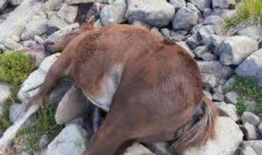 Video shock mostra i cavalli che rotolano giù per la montagna.