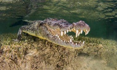 Subacqueo morso sulla testa da un coccodrillo nella Grande Barriera Corallina