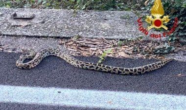 Maccagno, serpente per strada