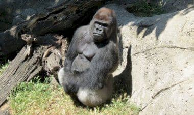 Gorilla attacca la guardiana dello Zoo di Madrid e le rompe entrambe le braccia.