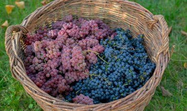 Manualità o Meccanica per raccogliere l'uva?