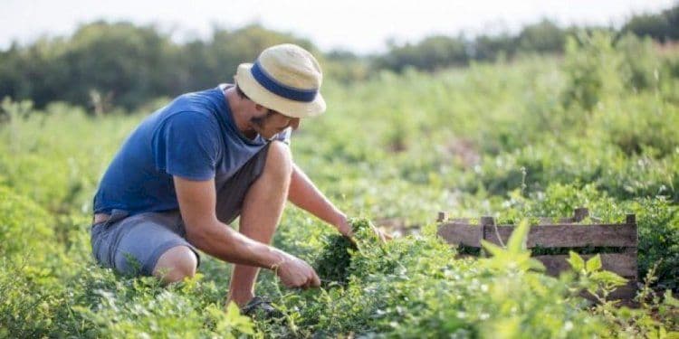 Earth Day 2021: Cia: accesso alla terra per giovani agricoltori