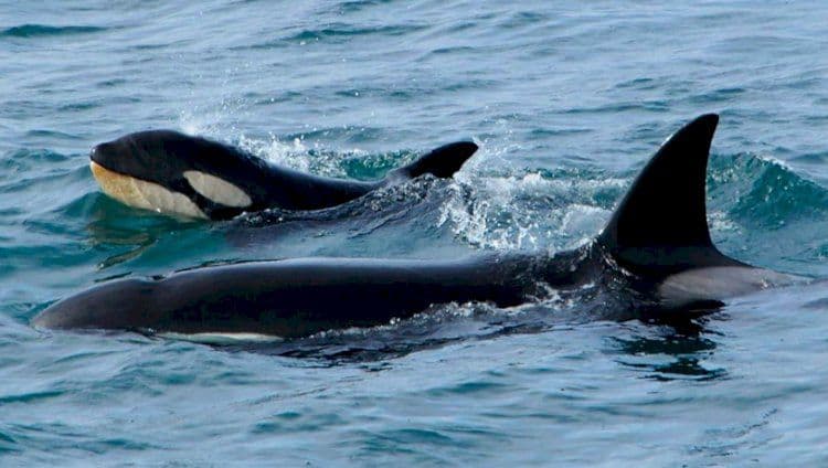 Attacchi alle barche da parte di orche: per la comunità scientifica “comportamenti insoliti”