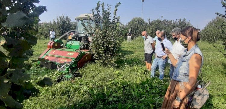 Agricoltura, Regione Lombardia valuta la creazione di una filiera della nocciola