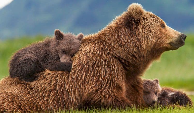 Trentino, criticità nella gestione degli orsi