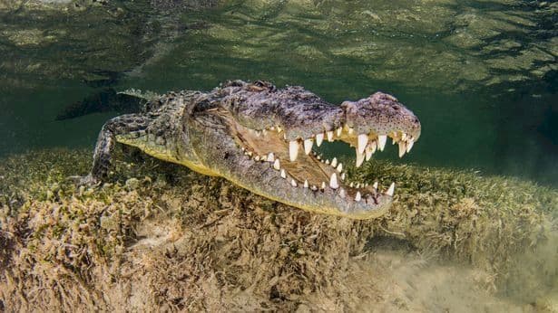 Subacqueo morso sulla testa da un coccodrillo nella Grande Barriera Corallina
