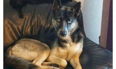 Golasecca, cane ritrovato