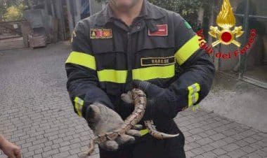 Varese, cane trova serpente nel giardino