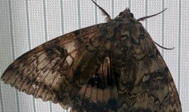 A Chernobyl scoperta farfalla mutata geneticamente delle dimensioni di un uccello.