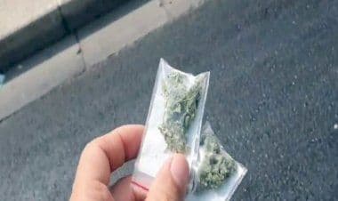 Pavia: vendeva in negozio cannabis legale, ma a casa aveva 4 chili di marijuana