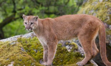 Puma tampina un escursionista per sei minuti su una montagna dello Utah - VIDEO
