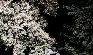 Golasecca completati i lavori di illuminazione a led in Piazza San Michele 