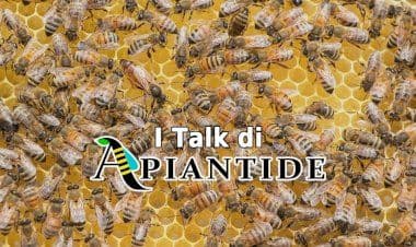 Angera: Il declino delle Api e le possibili soluzioni