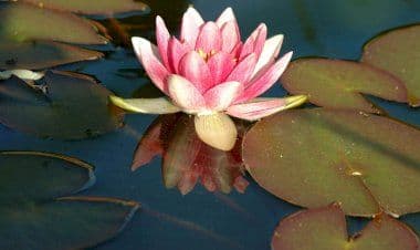 Luino. Convegno, Katalotos  salverà le acque