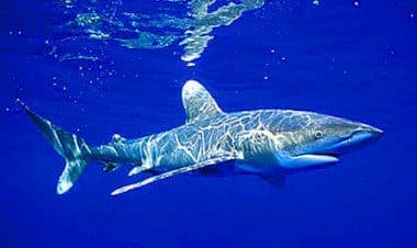 Turisti attaccati da uno squalo a Sharm El-Sheikh: ragazzo perde un braccio, ferita gravemente la sua guida