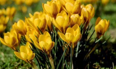 Covid: Florovivaisti Italiani, cogliere subito opportunità Green Deal Ue