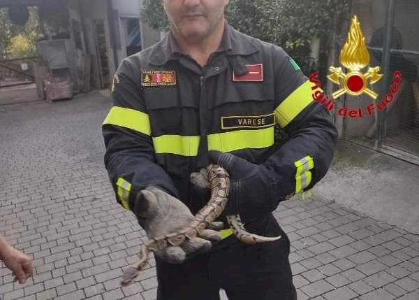 Varese, cane trova serpente nel giardino