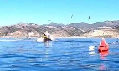 Due canoisti “inghiottiti” da una balena: ecco il video dell'incredibile incidente.