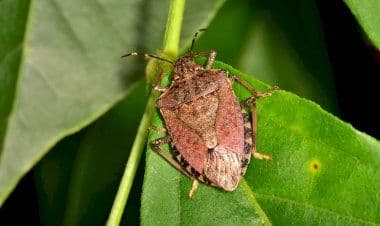 Cimice asiatica: risarcimento danni insufficiente