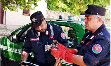 Operazione Thunder dei Carabinieri Cites