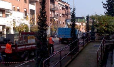 Trecate,  sostituiti  i sette cipressi ammalati