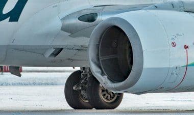 Aereo di linea travolge e uccide mamma orsa