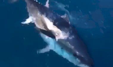 Salento meraviglioso: il tonno rosso gioca con la barca.