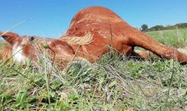 Gorgonzola, a terra tra rifiuti ed escrementi un povero cavallo morto