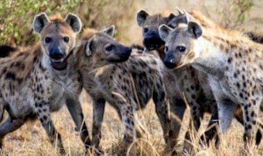 Zimbabwe, uomo anziano sbranato a morte da un branco di iene.