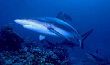Australia occidentale. Uomo ucciso in un attacco di squalo a Broome's Cable Beach.