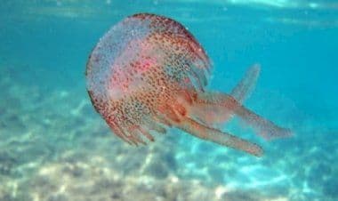 Otranto, migliaia di meduse fuori stagione