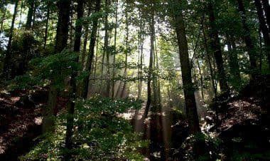 Marnate: non erano clienti, ma poliziotti. Arrestato spacciatore nel bosco