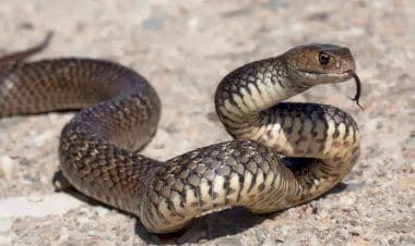 Contadino morso e stritolato da un serpente
