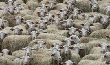 Morazzone: il treno stermina un gregge di pecore