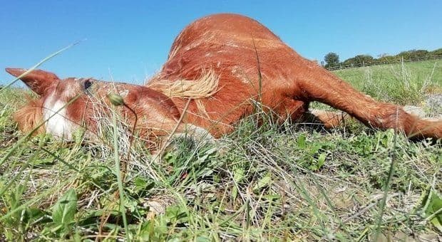 Gorgonzola, a terra tra rifiuti ed escrementi un povero cavallo morto