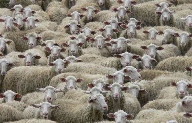 Morazzone: il treno stermina un gregge di pecore