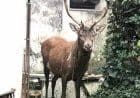 Viggiù, un cervo a spasso per il paese