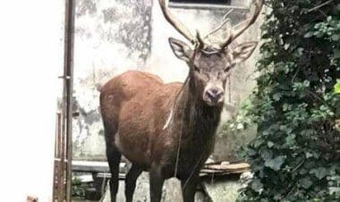 Viggiù, un cervo a spasso per il paese