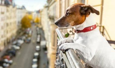 Busto Arsizio, boxer cade dal balcone che improvvisamente cede