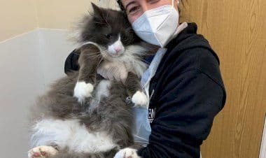 COVID-19: contagiato un gatto in Svizzera