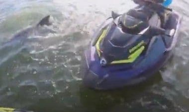 Nel video amatoriale un delfino impigliato in una corda di una nassa