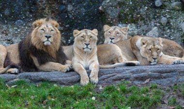 COVID-19: quattro leoni positivi allo zoo di Barcellona in Spagna