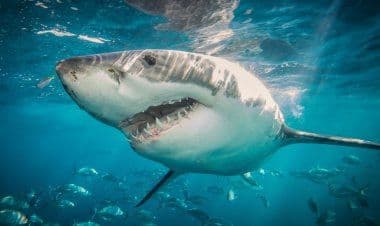 Attaccata e uccisa da uno squalo!