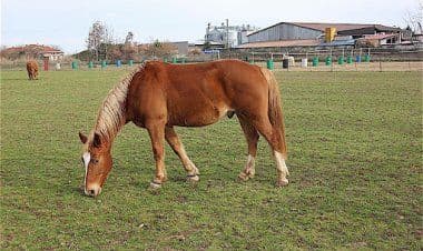 Cairate, elisoccorso per caduta da cavallo