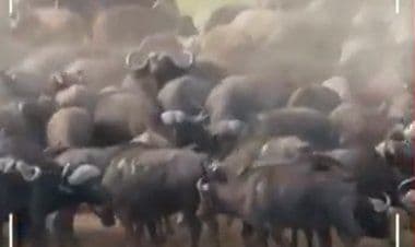 Leonessa contro bufali e diventa lei stessa la preda. Nel video ecco chi vince