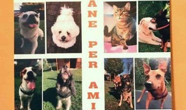 calendario dei cani disponibile