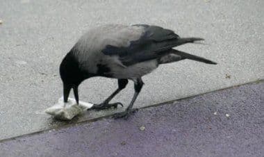 Vienna, un corvo scova una bustina di marijuana e la mangia